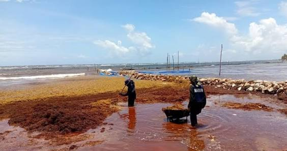 EL GOBIERNO DE MÉXICO DETALLÓ QUE EN LAS COSTAS DE QUINTANA ROO NAVEGAN UNAS 90 MIL TONELADAS DE SARGAZO