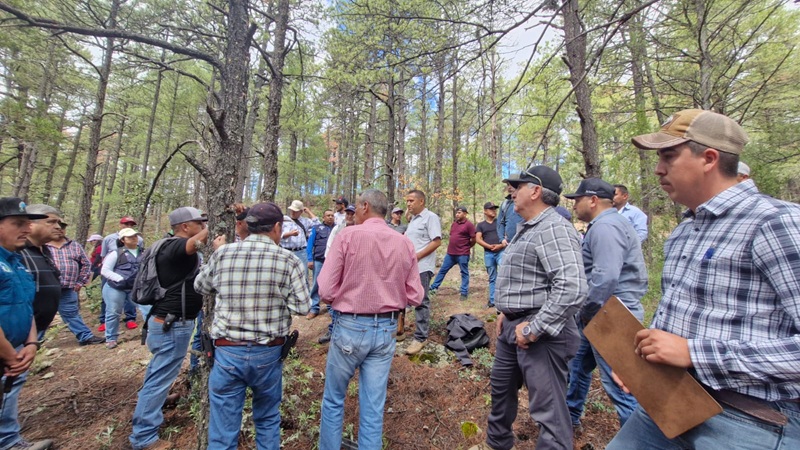CAPACITA SDR Y CONAFOR A BRIGADISTAS EN TÉCNICAS DE SANIDAD FORESTAL
