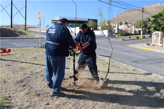 CUMPLE MARCO BONILLA CON ÁREAS VERDES: MANTIENE MUNICIPIO REFORESTACIONES EN LA CIUDAD