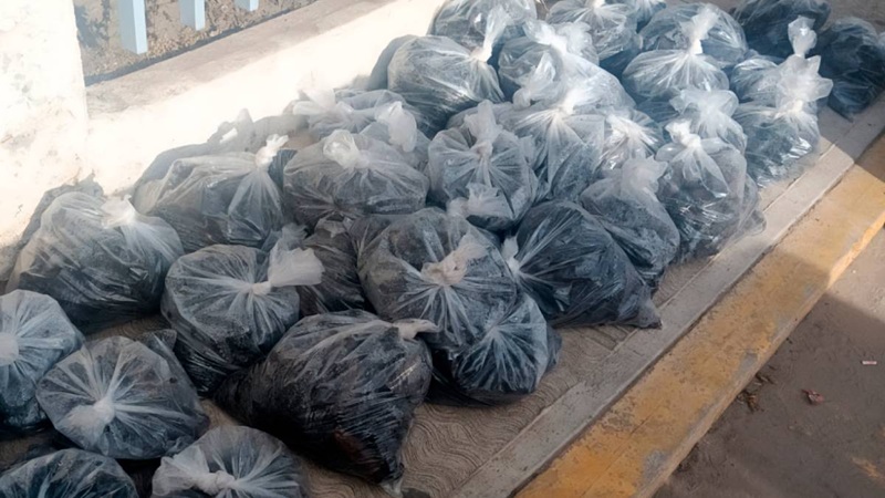 CASI 3 MIL PEPINOS DE MAR TRANSPORTADOS ILEGALMENTE EN BAJA CALIFORNIA