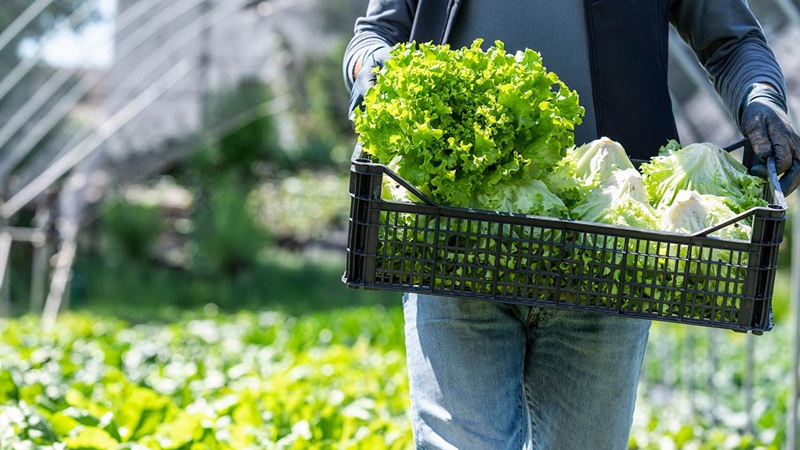 LECHUGA MEXICANA NO CAUSÓ BROTE DE DIARREA EXPLOSIVA EN EE. UU FDA