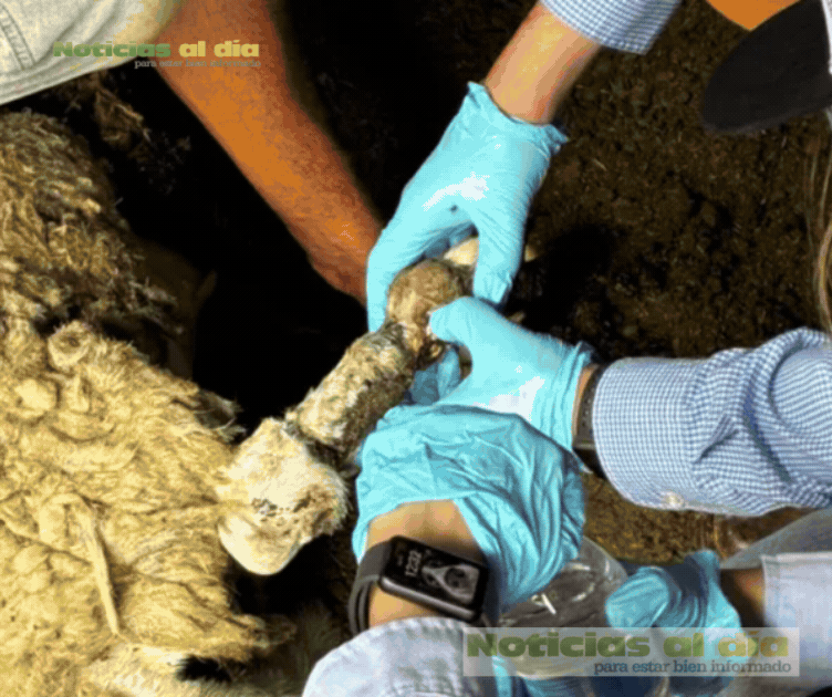 CONTINÚA GOBIERNO DEL ESTADO BARRIDO SANITARIO PARA PREVENIR EL GBG EN PARRAL