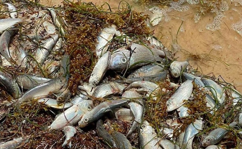 PECES MUERTOS EN PLAYAS DE QUINTANA ROO
