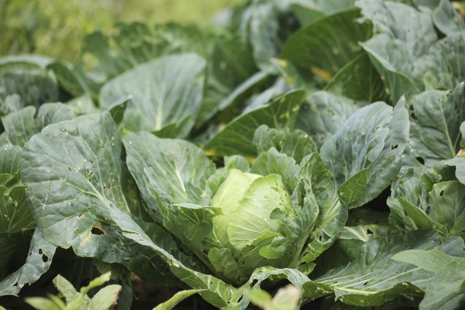 COFEPRIS INFORMA QUE NO DETECTARON CYCLOSPORA EN LECHUGAS MEXICANAS