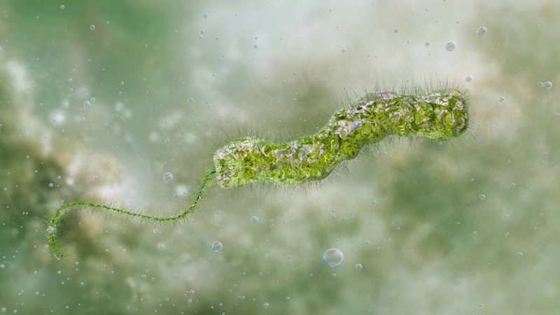 PRIMERA MUERTE POR ¨BACTERIA CARNÍVORA¨REPORTA FLORIDA