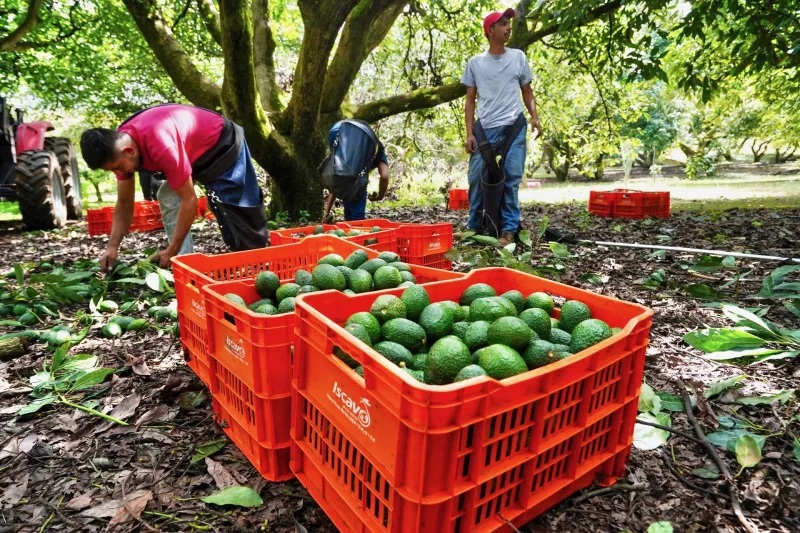 ZONA AGUACATERA DE MICHOACÁN CERCADA POR 1,500 MILITARES