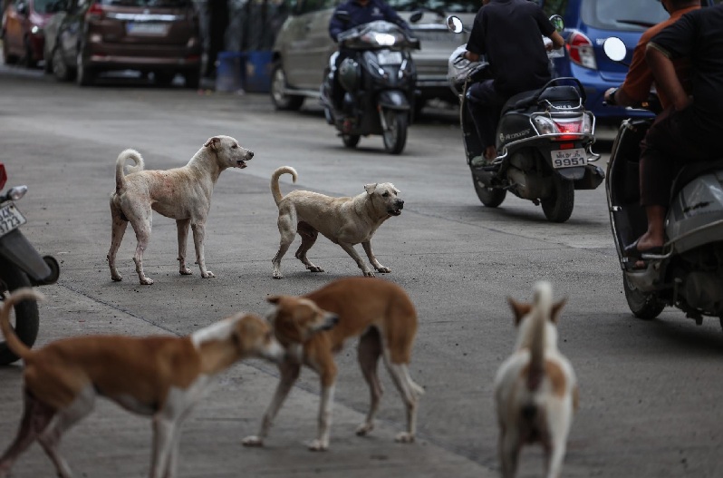 ENVENENAMIENTO MASIVO DE PERROS Y GATOS EN QUERETARO