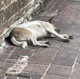 LOS RECIENTES CASOS DE CRUELDAD ANIMAL REGISTRADOS EN COAHUILA HICIERON EL LLAMADO A INVESTIGAR Y SANCIONAR EL MALTRATO CONTRA LOS ANIMALES, 