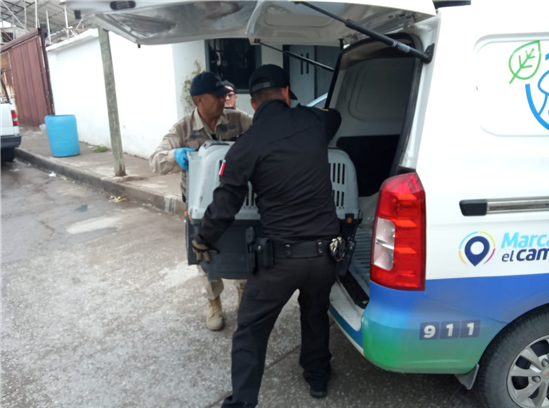 RESGUARDA GOBIERNO MUNICIPAL A TRES CACHORROS POR PRESUNTO MALTRATO ANIMAL
