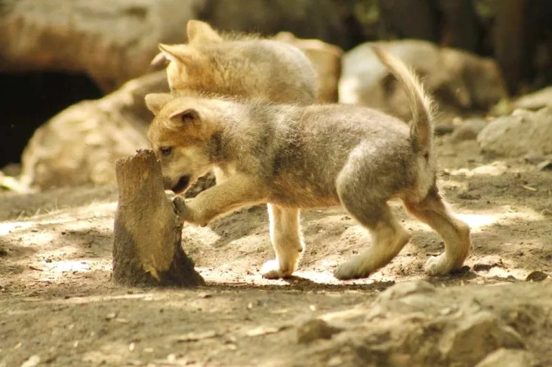 EN RIESGO EL LOBO MEXICANO: TRUMP