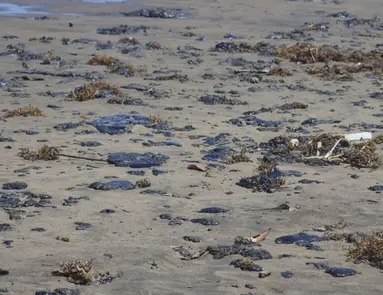 EL PUERTO DE VERACRUZ RESIENTE IMPACTÓ ECONIMICO POR DERRAME DE HIDROCARBUROS