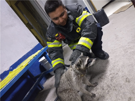 INCREMENTA RESCATE DE FAUNA SILVESTRE EN ZONAS HABITACIONALES: BOMBEROS