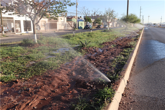 INSTALA MUNICIPIO PRIMERA PARTE DEL SISTEMA DE RIEGO EN CAMELLÓN “LOS ARCOS”