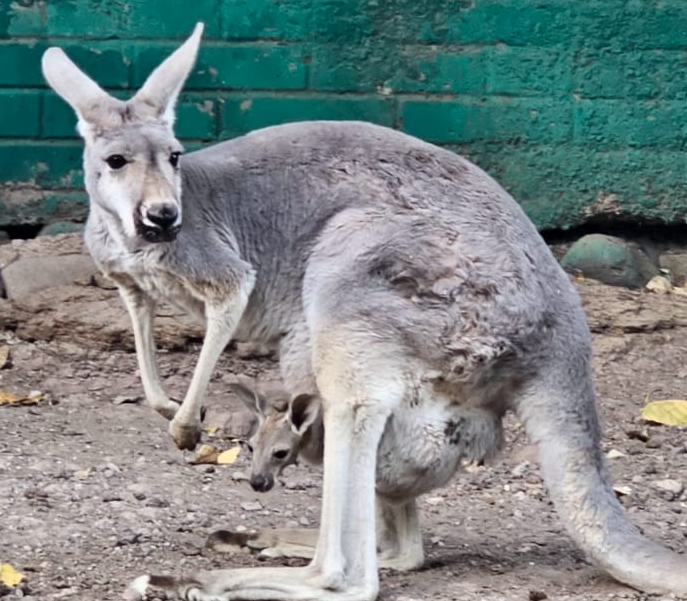 NACE SEGUNDO CANGURO EN ZOOLÓGICO DE ALDAMA