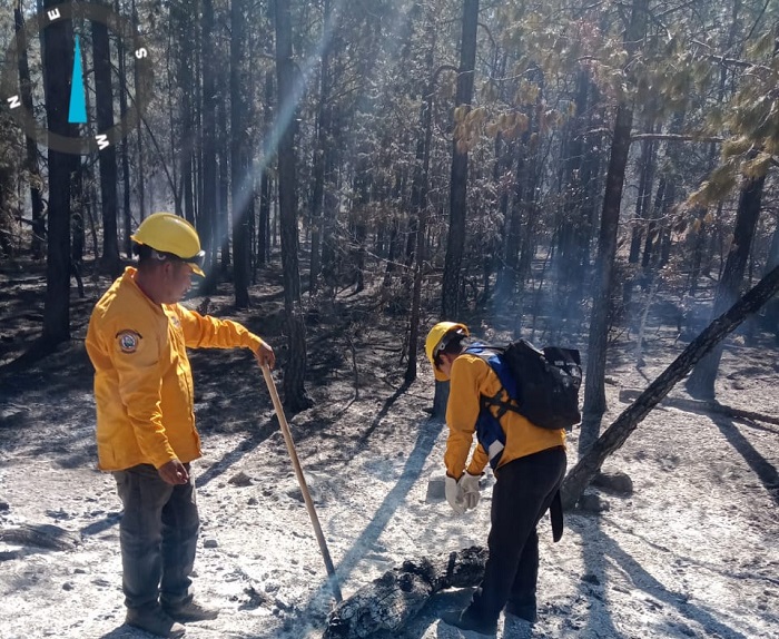 COMBATEN 381 BRIGADISTAS LOS 13 INCENDIOS FORESTALES ACTIVOS EN 8 MUNICIPIOS DEL ESTADO