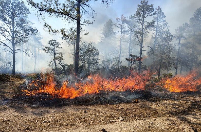 BRIGADISTAS HAN COMBATIDO 373 INCENDIOS FORESTALES EN LO QUE VA DEL AÑO