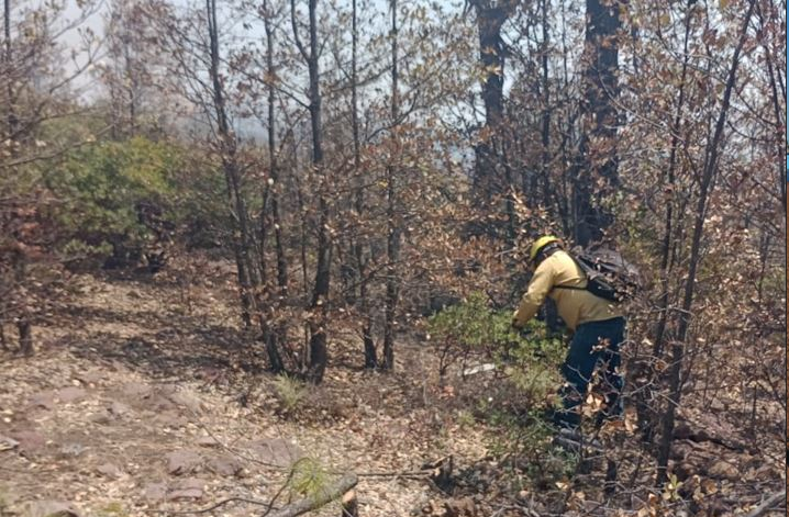 REPORTA SDR 10 INCENDIOS FORESTALES ACTIVOS EN EL ESTADO