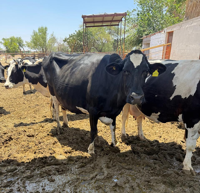 OFRECE SECRETARÍA DE DESARROLLO RURAL CRÉDITOS EMERGENTES PARA PRODUCTORES GANADEROS