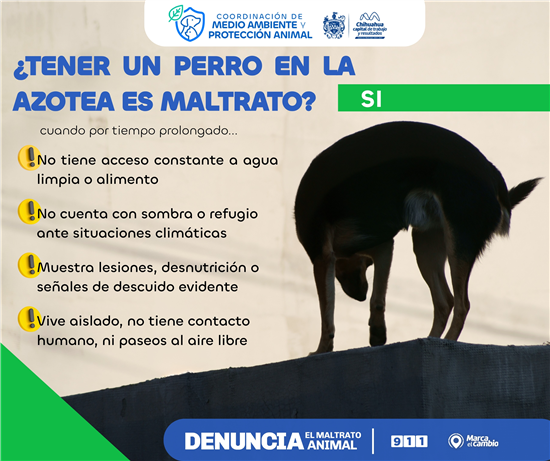 INFORMA MUNICIPIO SI TENER A TU PERRO EN LA AZOTEA SE CONSIDERA MALTRATO
