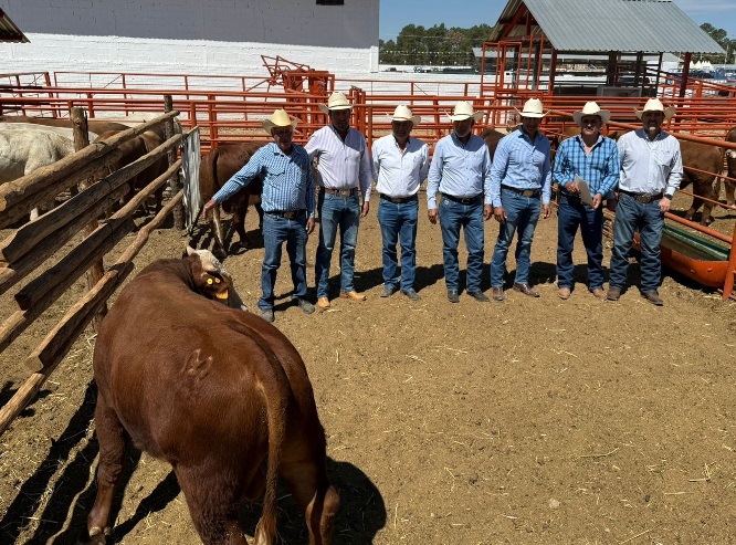 IMPULSA DESARROLLO RURAL EL MEJORAMIENTO GENÉTICO DEL GANADO CON ENTREGA DE TOROS DE REGISTRO