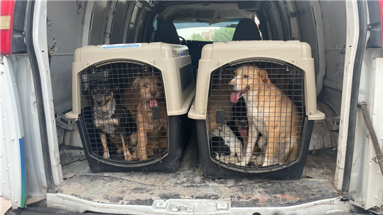 RESCATA MUNICIPIO A NUEVE PERROS EN ESTADO DE ABANDONO EN COLONIA RIBERAS DEL VALLE