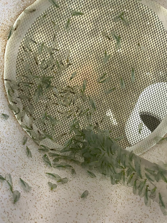 PROMUEVE SDR EL USO DE INSECTOS BENÉFICOS PARA PROTEGER CULTIVOS Y REDUCIR EL USO DE AGROQUÍMICOS