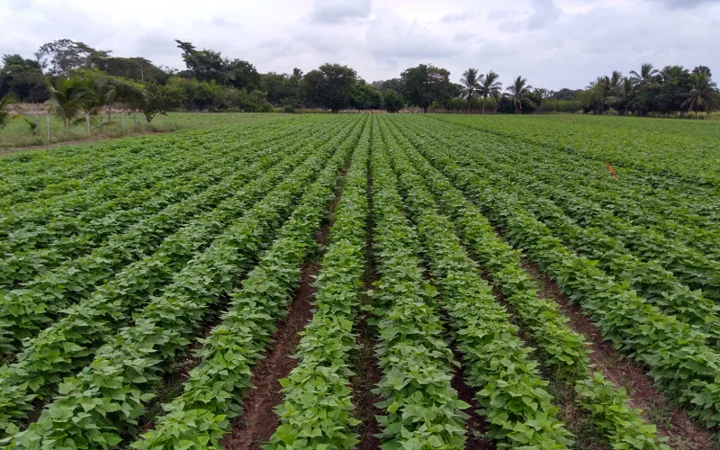LLUVIAS FORTALECEN MÁS DE 375 MIL HECTÁREAS DE CULTIVOS DE MAÍZ, FRIJOL, AVENA Y SORGO EN EL ESTADO: SDR