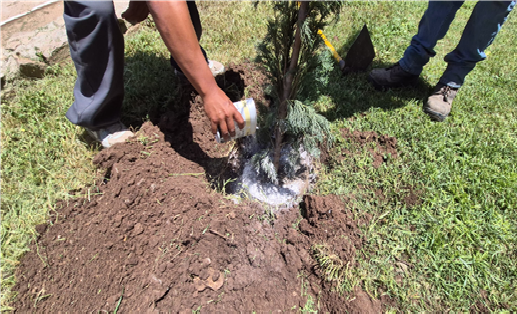 EN EL DÍA DEL ÁRBOL MUNICIPIO DA A CONOCER LAS RECOMENDACIONES PARA PLANTAR ÁRBOLES