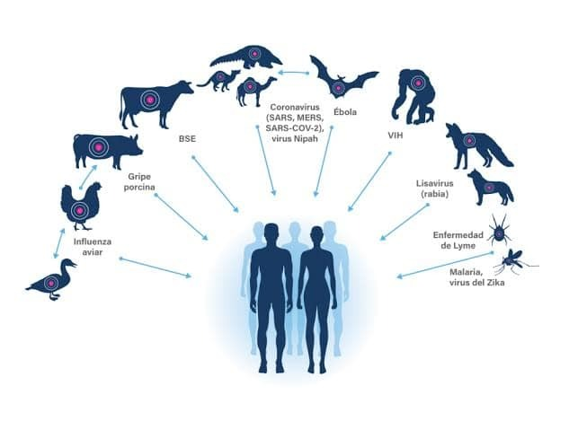 ALERTA IMSS CHIHUAHUA PARA EVITAR CASOS DE ZOONOSIS