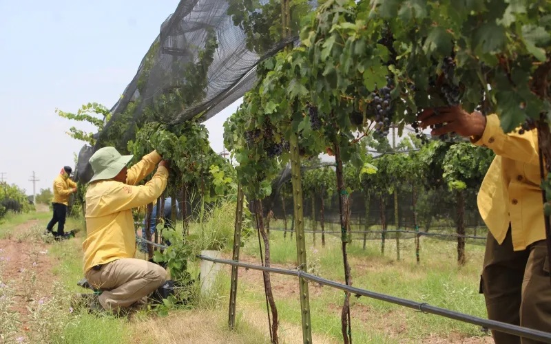 PRODUCE ANUALMENTE VIÑEDO DE GOBIERNO DEL ESTADO 10 TONELADAS DE UVA