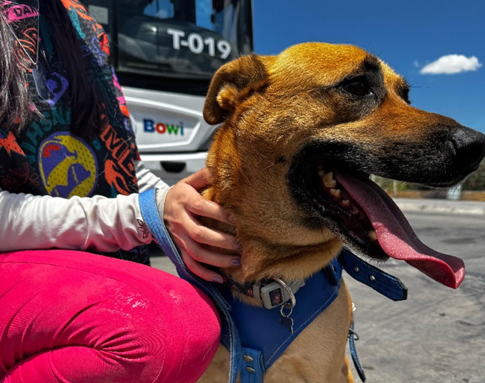 INFORMA OTV SOBRE REQUISITOS E INDICACIONES AL LLEVAR UN PERRO GUÍA O DE APOYO EMOCIONAL