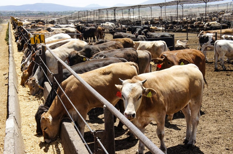 PÉRDIDAS POR MIL 300 MDD, PROVOCA  CIERRE DE FRONTERA A GANADO MEXICANO