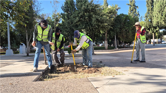 HAZ QUE TU ÁRBOL CREZCA FUERTE: SIGUE ESTAS RECOMENDACIONES DEL GOBIERNO MUNICIPAL