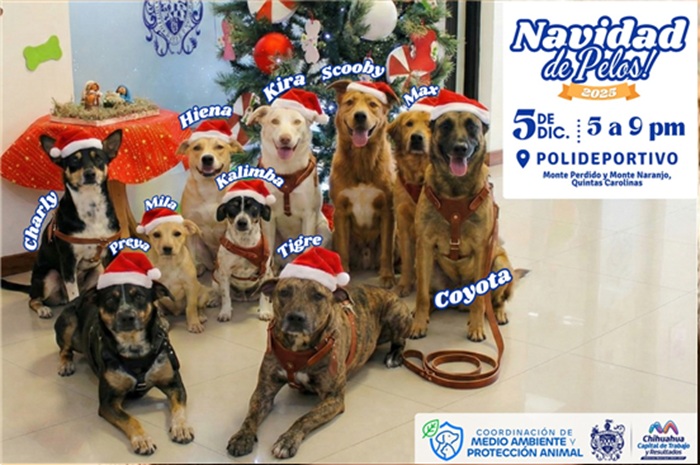 INVITA MUNICIPIO A VIVIR UNA “NAVIDAD DE PELOS” Y BRINDAR UN HOGAR A PERRITOS RESCATADOS