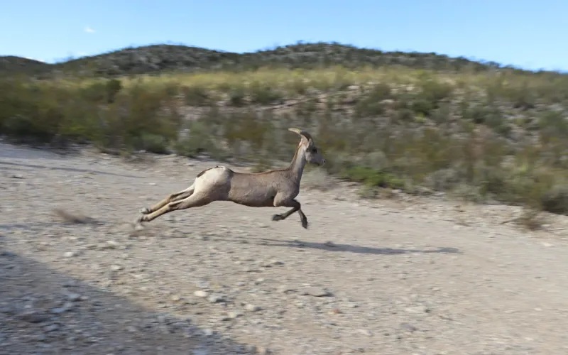 INICIA TEMPORADA DE CAZA DEPORTIVA EN EL ESTADO DE CHIHUAHUA