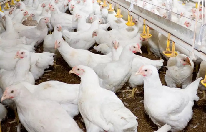 LA UNA PROYECTA PARA 2025 UNA PRODUCCIÓN 3.88 MILLONES DE TONELADAS DE POLLO Y 3.15 MILLONES DE TONELADAS DE HUEVO.