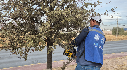 TRABAJA MUNICIPIO EN PODA DE ÁRBOLES UBICADOS EN VIALIDADES DE CHIHUAHUA CAPITAL