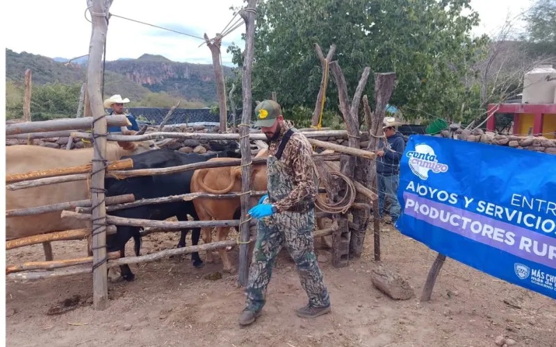 REFUERZA CHIHUAHUA BARRIDOS SANITARIOS EN LA SIERRA TARAHUMARA CONTRA LA TUBERCULOSIS BOVINA