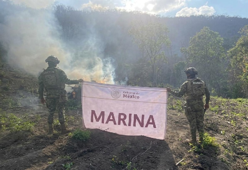 EN MICHOACÁN LA MARINA QUEMÓ MÁS DE 22 MIL PLANTASDE MARIGUANA