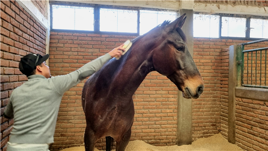 POLICÍA MONTADA: VOCACIÓN, DISCIPLINA Y CUIDADO PROFESIONAL PARA REFORZAR LA SEGURIDAD EN ZONAS DE DIFÍCIL ACCESO