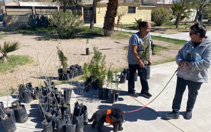ENTREGA GOBIERNO DEL ESTADO 115 ÁRBOLES DE ORNATO Y SOMBRA A VECINOS DE LA COLONIA SATÉLITE