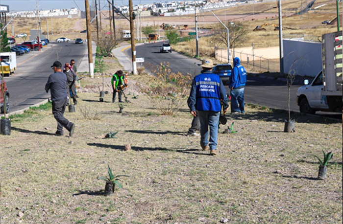 REFORESTA MUNICIPIO EN TRES ZONAS DE LA CIUDAD PARA CUIDAR EL MEDIO AMBIENTE