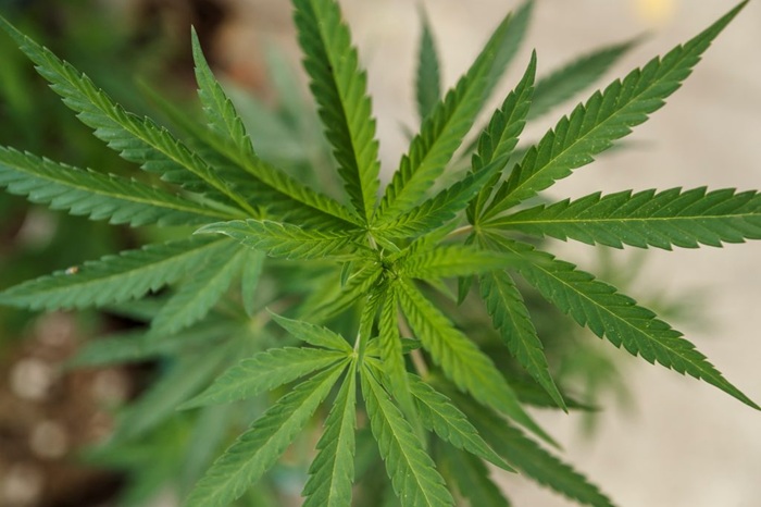 EL CONSUMO CANNABIS MEDICINAL PODRÍA EMPEORAR LA SALUD MENTAL Y AUMENTAR EL RIESGO DE SÍNTOMAS PSICÓTICOS