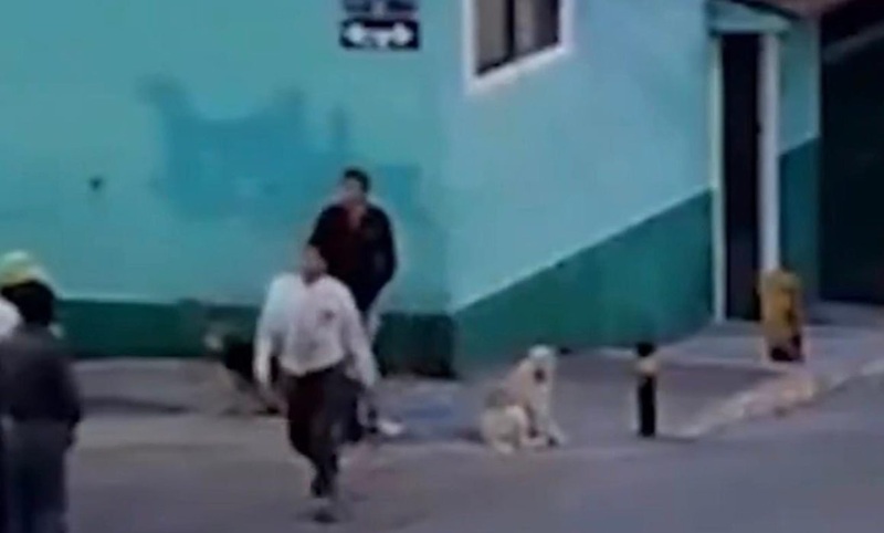 POR DEFENDER PERROS ATACAN CON MACHETE A MUJER EN PUEBLA