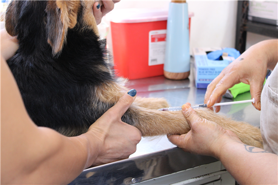 PREVIENE MUNICIPIO ABANDONO ANIMAL; ESTERIMÓVIL CON SERVICIOS GRATUITOS ESTARÁ EN LA DALE