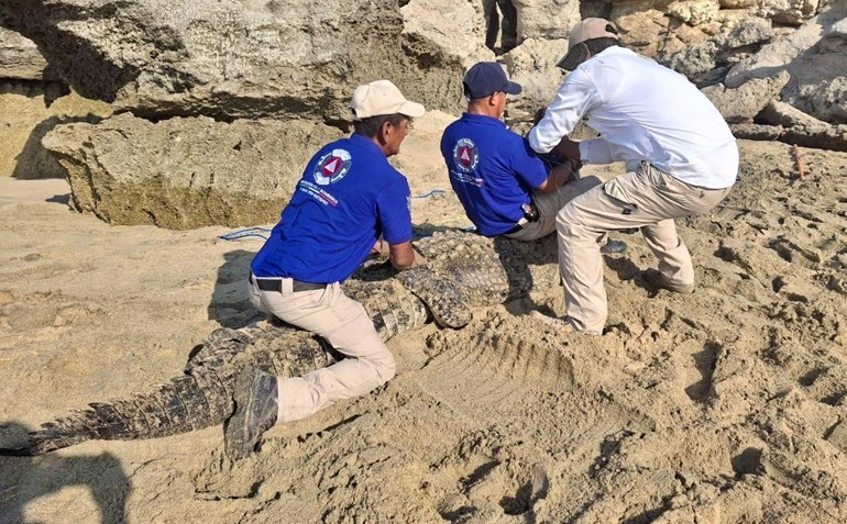 PROTECCIÓN CIVIL DE OAXACA INFORMÓ QUE SE DESPLEGARON ACCIONES PREVENTIVAS ANTE LA PRESENCIA DE COCODRILOS EN LA PLAYA