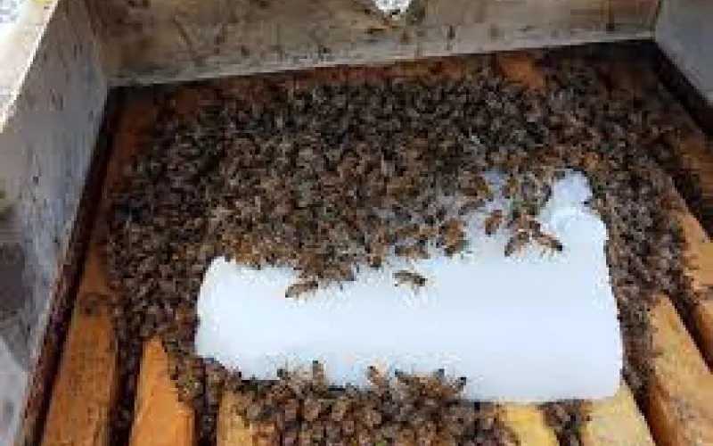 APOYA EL PROGRAMA “CUENTA CONMIGO EN EL CAMPO” APICULTORES CON NÚCLEOS Y ABEJAS REINA