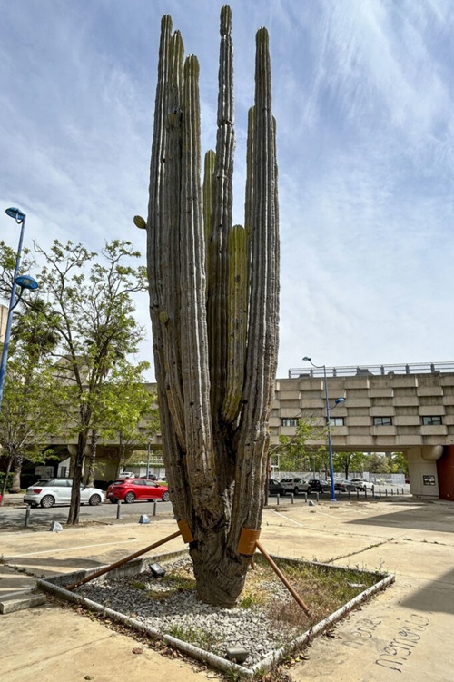 CACTUS GIGANTE DE MIL 500 AÑOS REGALADO POR EL GOBIERNO DE MÉXICO CON MOTIVO DE LA EXPOSICIÓN UNIVERSAL DE SEVILLA (ESPAÑA) DE 1992.