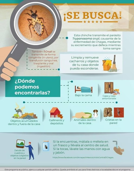 LIMPIEZA DE PATIOS Y ELIMINACIÓN DE REFUGIOS DE LA CHINCHE BESUCONA, ACCIONES QUE PREVIENEN LA ENFERMEDAD DE CHAGAS