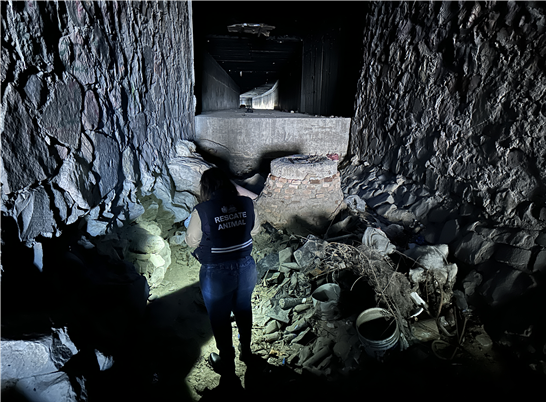 LLAMA GOBIERNO MUNICIPAL A EVITAR EL ABANDONO DE MASCOTAS; ES UNA FALTA SANCIONABLE